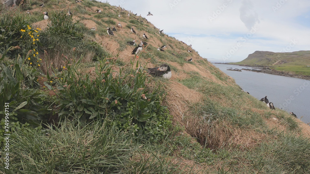 Atlantic Puffins (Fratercula arctica) at Borgarfjörður eystri, Eastern Iceland. Puffin outside the burrow. The puffins come to nest.