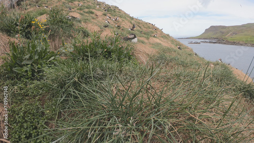 Obraz na płótnie Atlantic Puffins (Fratercula arctica) at Borgarfjörður eystri, Eastern Iceland. Puffin outside the burrow. The puffins come to nest. w salonie