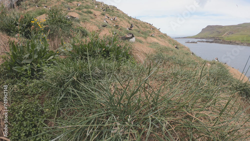 Atlantic Puffins (Fratercula arctica) at Borgarfjörður eystri, Eastern Iceland. Puffin outside the burrow. The puffins come to nest. photo