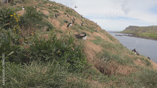 Obraz na płótnie Atlantic Puffins (Fratercula arctica) at Borgarfjörður eystri, Eastern Iceland. Puffin outside the burrow. The puffins come to nest. w salonie