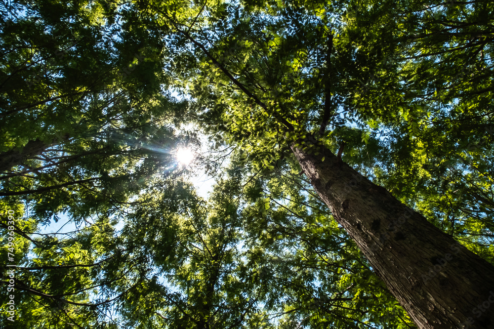 Obraz premium 夏の太陽 木漏れ日