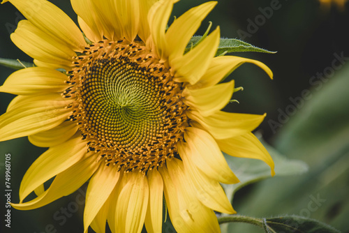 Close-up of a sunflower growing in a field of sunflowers during a nice sunny summer day with some clouds.