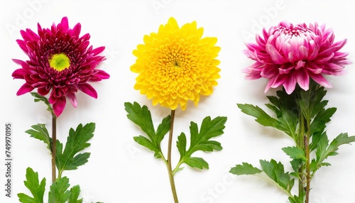 collection flower chrysanthemum isolated on white background beautiful composition for advertising and packaging design in the business flat lay top view