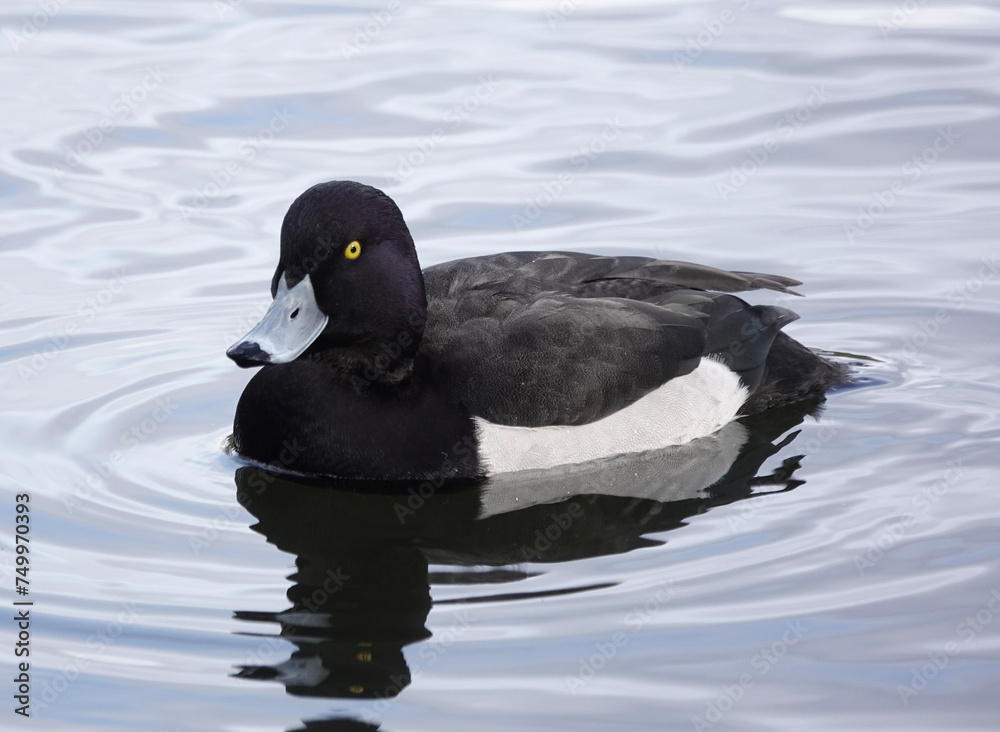 Fototapeta premium Drake Tufted Duck (Aythya fuligula)