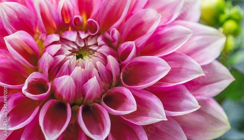 pink dahlia petals macro floral abstract background close up of flower dahlia for background soft focus © Kira