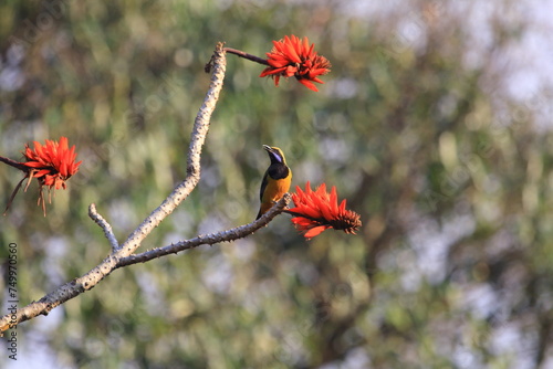 Orange breasted leafbird looking for nectar photo