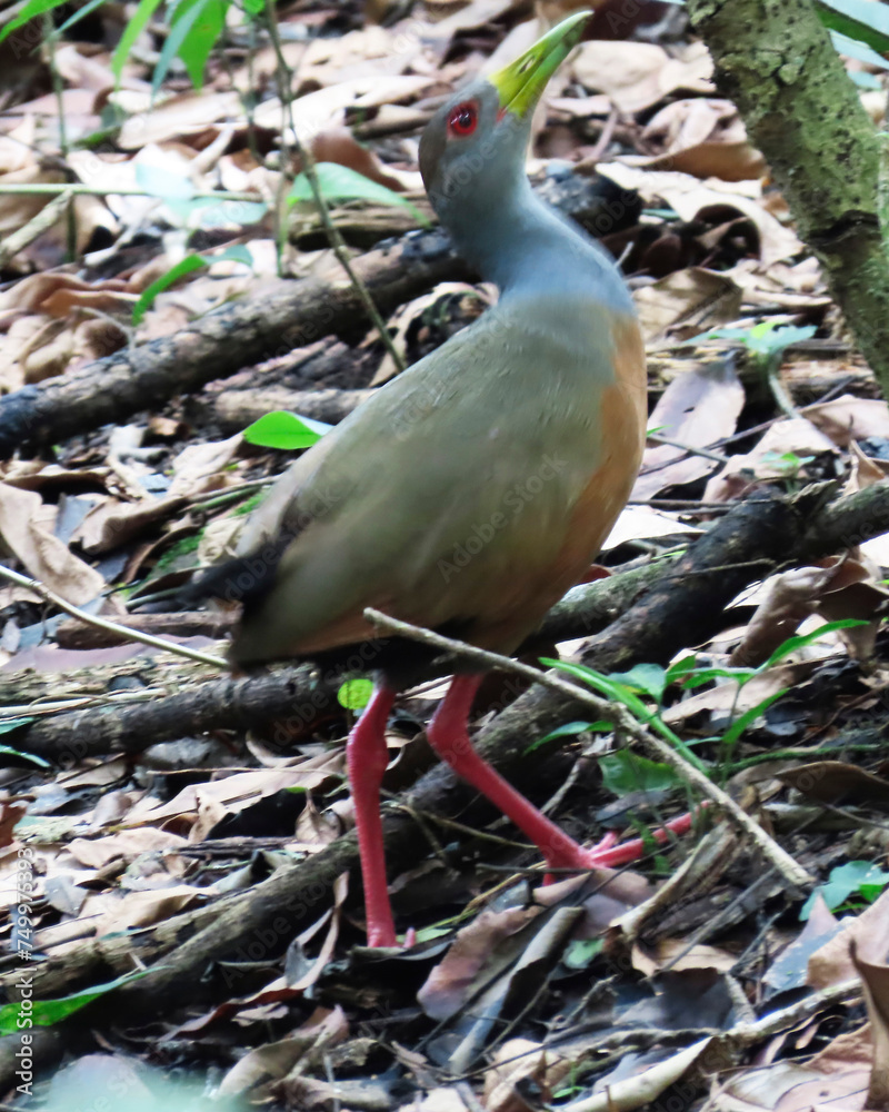 Naklejka premium herons of varied colors that live in the tropical wetlands of Colombia