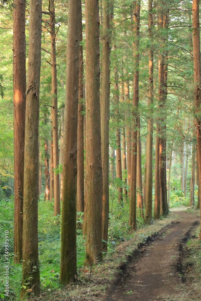 Naklejka premium 森の木々に当たる日差し