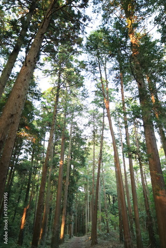 Fototapeta Naklejka Na Ścianę i Meble -  森の木々に当たる日差し