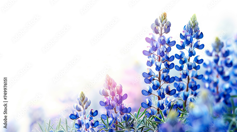 close up field of bluebonnets Texas flower on white background with copy space - AI Generated - obrazy, fototapety, plakaty 