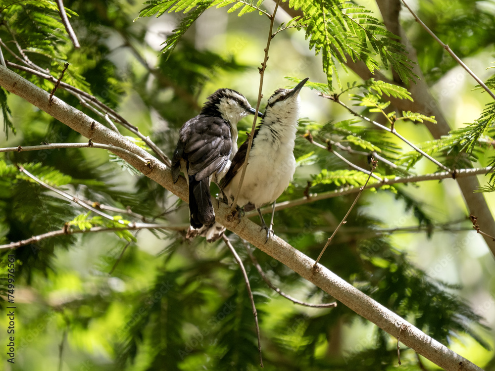 A pair of Great Kiskadee, Pitangus sulphuratus, perched on a high branch. Colombia