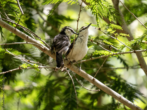 Obraz na płótnie A pair of Great Kiskadee, Pitangus sulphuratus, perched on a high branch. Colombia w salonie