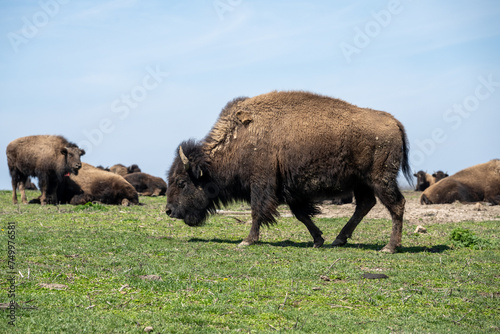 Buffalo herd and Bison Herd on green hilltop with blue sky