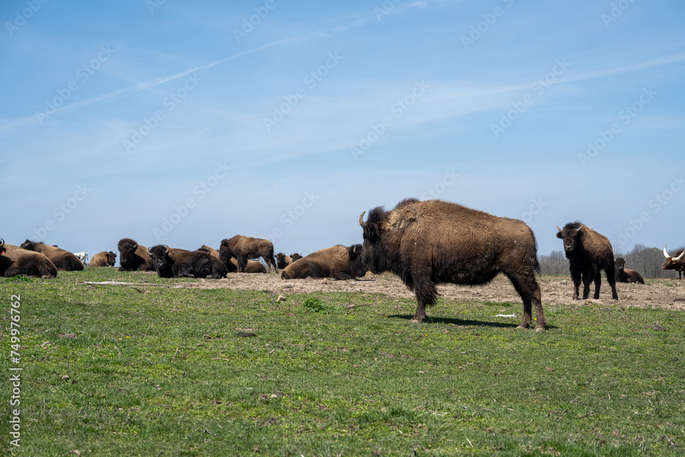 Buffalo herd and Bison Herd on green hilltop with blue sky