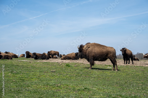 Buffalo herd and Bison Herd on green hilltop with blue sky