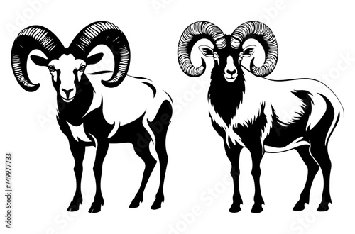 A pair of wild mouflon sheep (Ovis gmelini) rams standing side by side in a field, black vector design against white background 