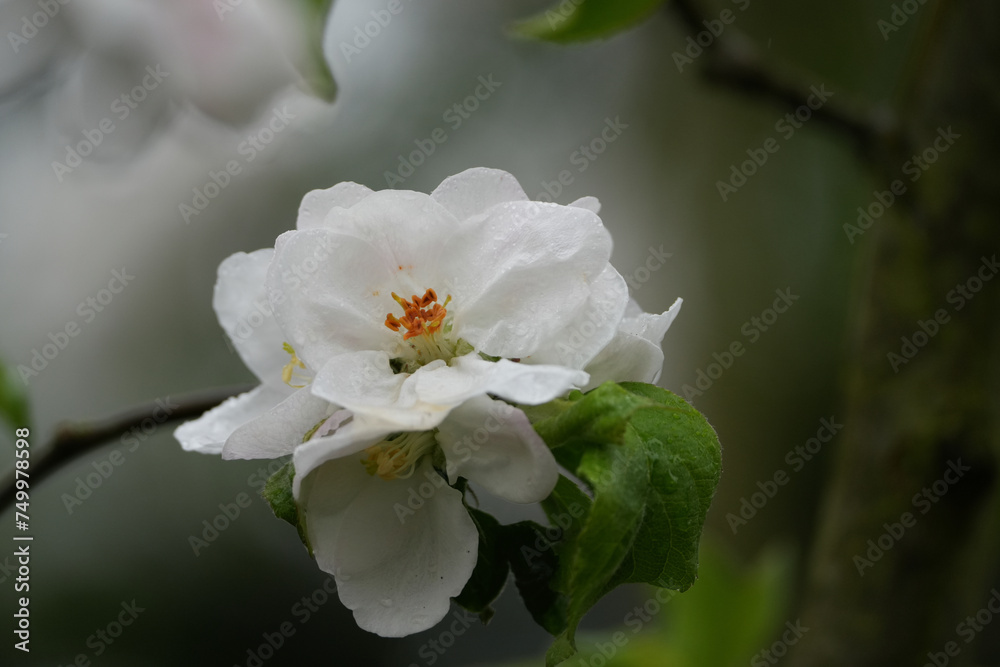 Blüte Blüte