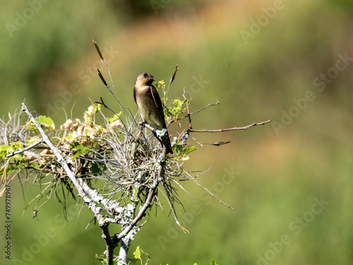 Brown-chested Martin, Progne tapera sits on top of a bush and looks around. Colombia. photo