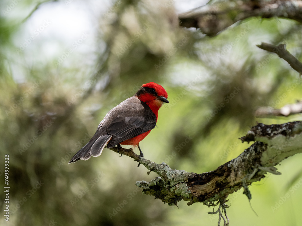 Brazilian tanager, Ramphocelus dimidiatus, sits on a thin twig and observes the surroundings. Valle Del Cocora, Colombia. Brazilian tanager, Ramphocelus dimidiatus, sits on a thin twig and observes the surroundings. Valle Del Cocora, Colombia.