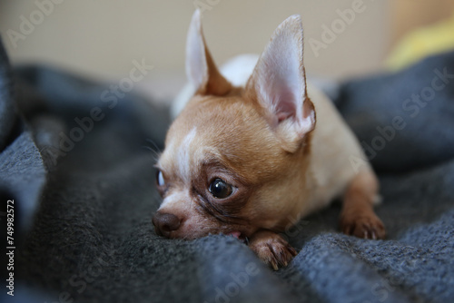 funny chihuahua dog lying on the bed