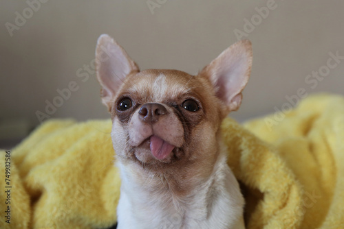 funny chihuahua dog lying on the bed © IvSky