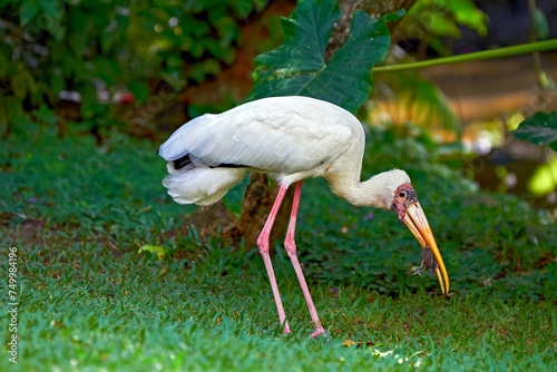 Milky Stork (Mycteria cinerea) surrounding, bird park