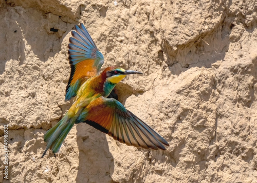 Bee-eater