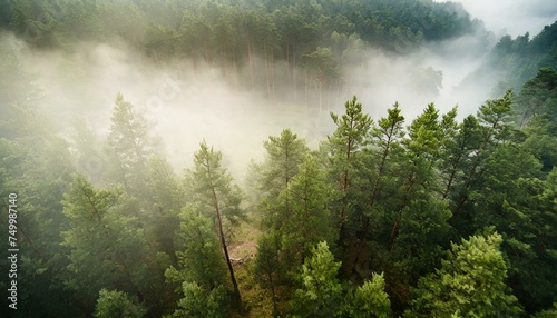 Misty Forest Aerial Photograph with Pine Trees. Foggy, Atmospheric Nature Background © Hamad Baloch