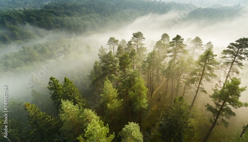 Misty Forest Aerial Photograph with Pine Trees. Foggy  Atmospheric Nature Background