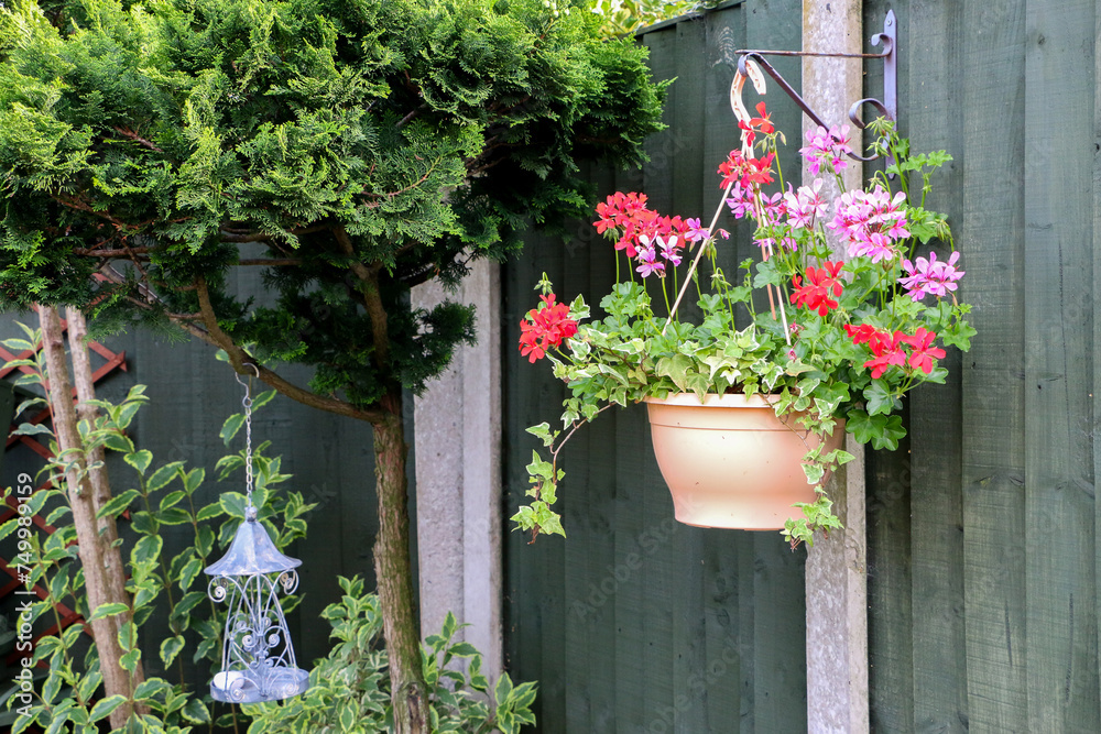Fototapeta premium shot of a basket of beautiful Ivy Geranium perennial plant (otherwise known as Pelargonium peltatum) blooming with vibrant red, pink and purple flowers, hanging against wooden fence in garden