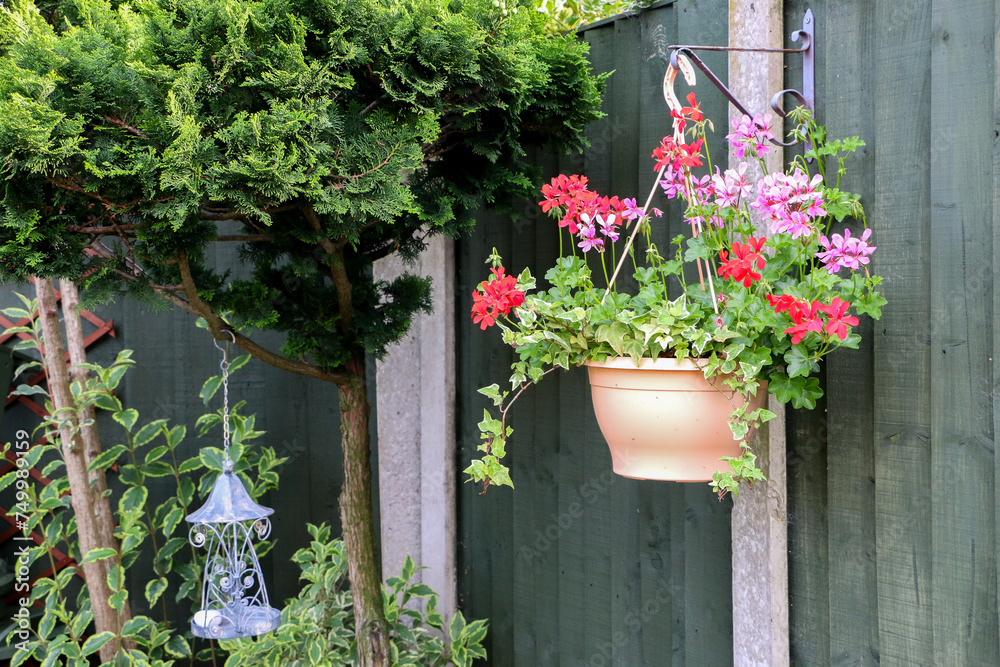shot of a basket of beautiful Ivy Geranium perennial plant (otherwise known as Pelargonium peltatum) blooming with vibrant red, pink and purple flowers, hanging against wooden fence in garden