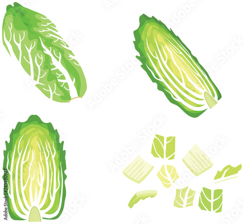白菜のイラストセット