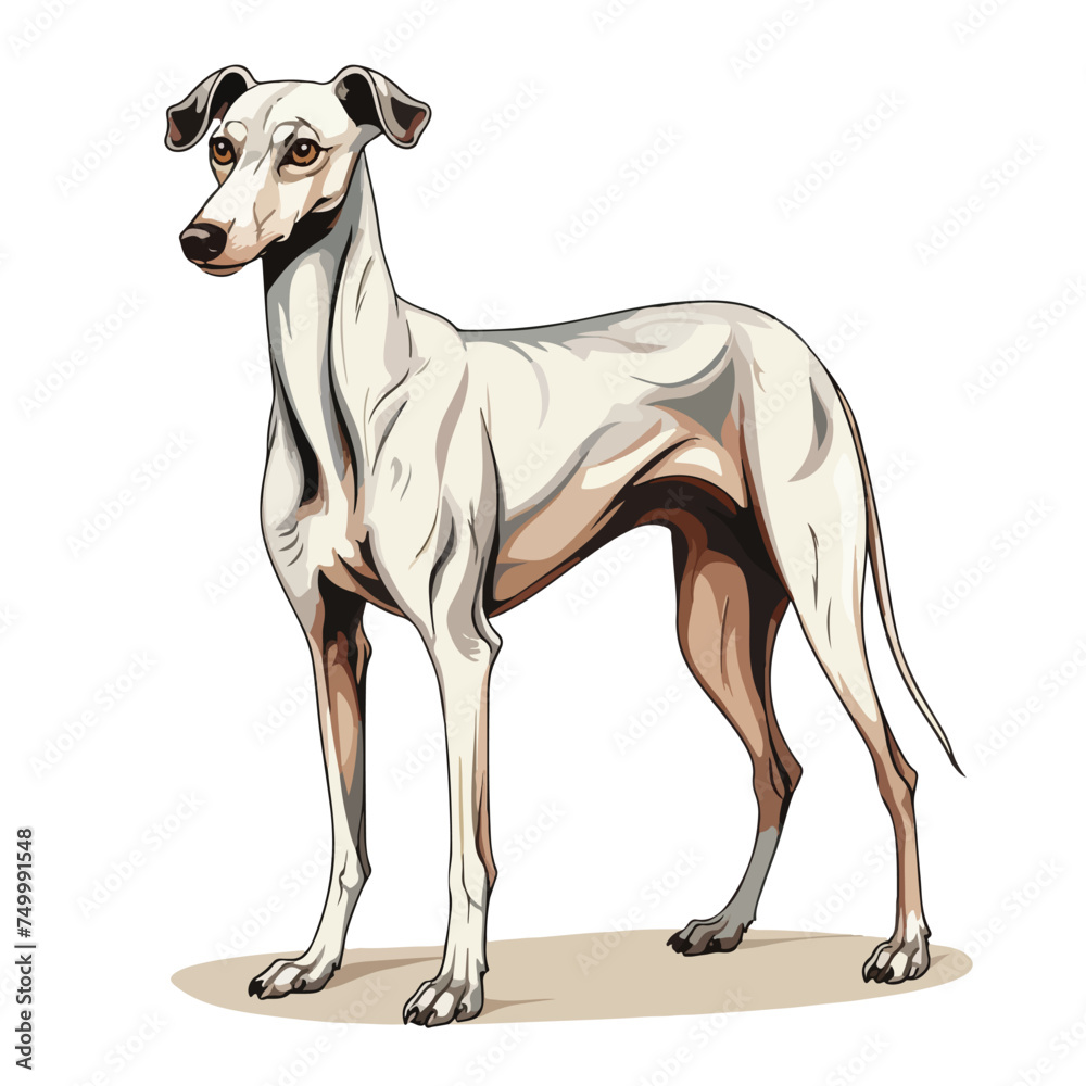 Greyhound Clipart