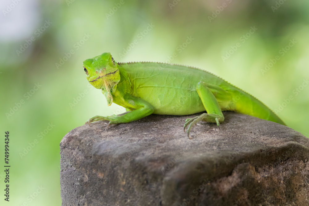 Fototapeta premium Brazilian Wildlife is very beautiful and have many species with colorful variables. Are apes, lizards, mammals, felins, caimans, cats, bats, crabs and many others.