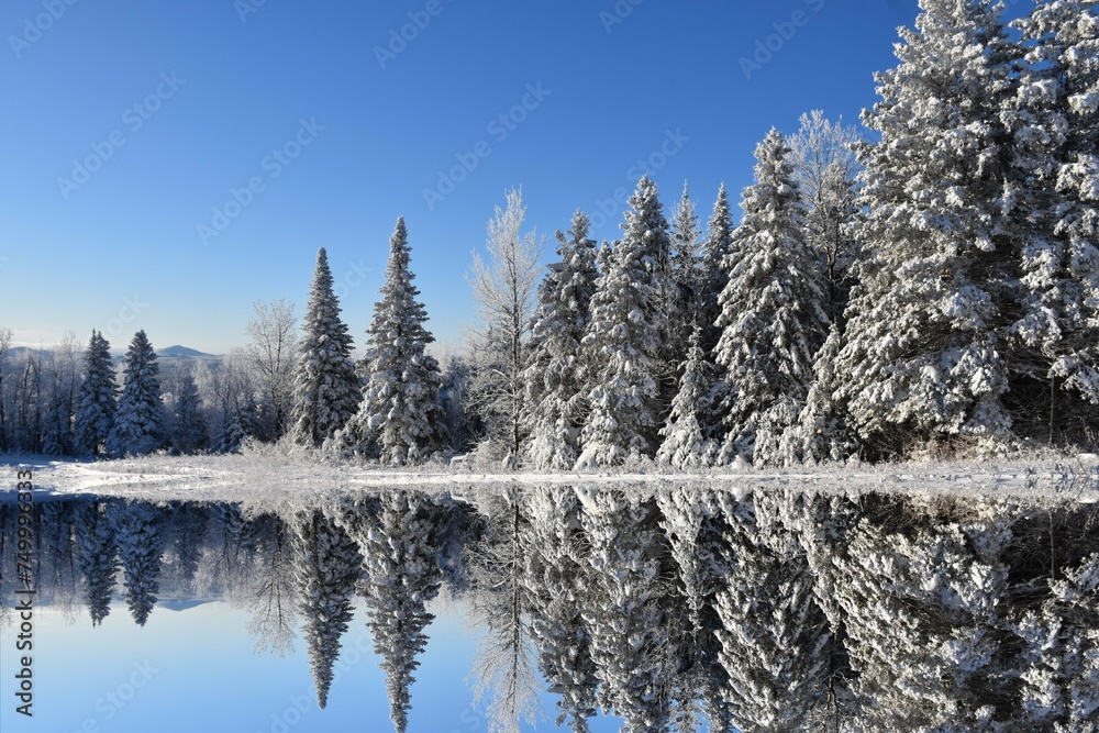 Fototapeta premium The first snow on the forest, Sainte-Apolline, Québec, Canada