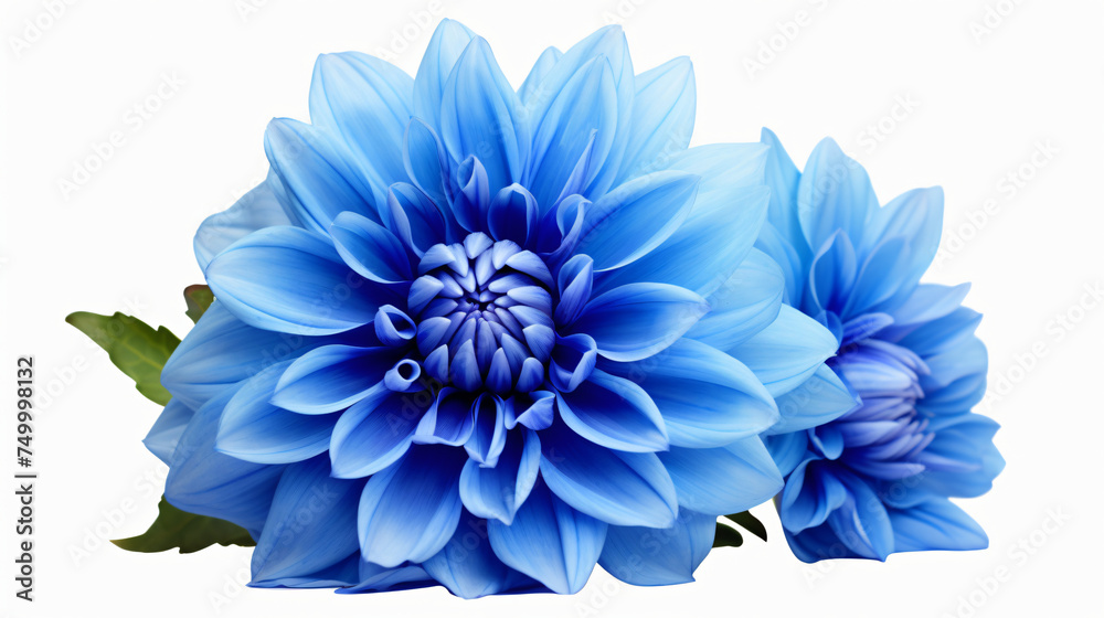 Blue Dahlia flower the tuberous garden plant - obrazy, fototapety, plakaty 