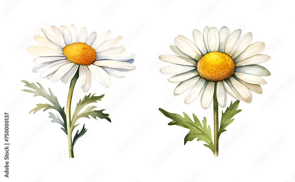 Chamomile flower, watercolor clipart illustration with isolated background. Chamomile flower, watercolor clipart illustration with isolated background.