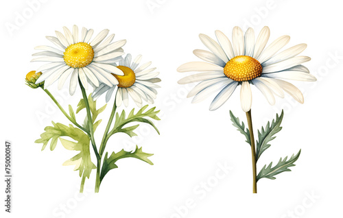 Chamomile flower, watercolor clipart illustration with isolated background.