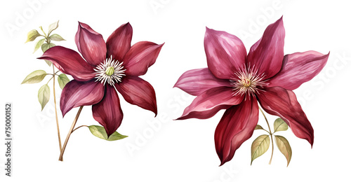 Clematis flower, watercolor clipart illustration with isolated background. © NightCreativity