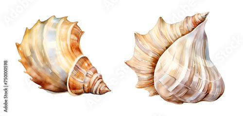 Sea ​​shell, watercolor clipart illustration with isolated background.
