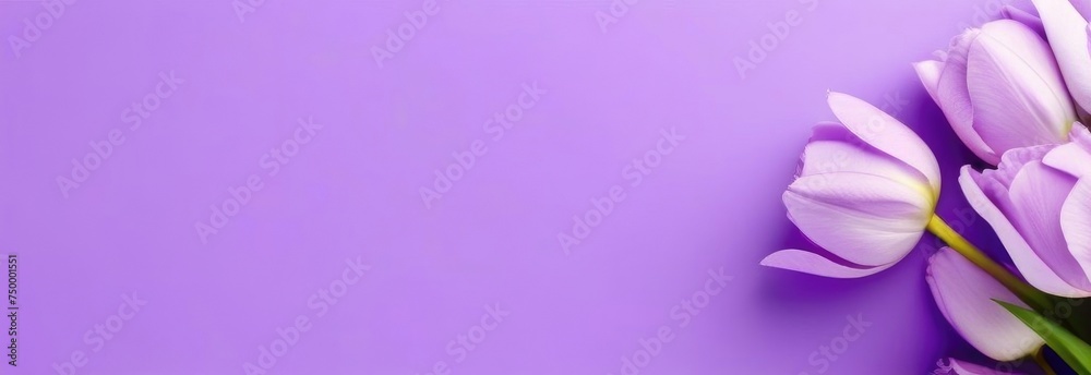 Background with flowers. Purple flowers banner