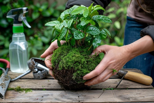 Close-up of Hands Creating a Kokedama Plant Sculpture with Lush Green Moss, Crafting a Living Art Piece on Gardening Tools Backdrop, Concept of Nature and Creativity