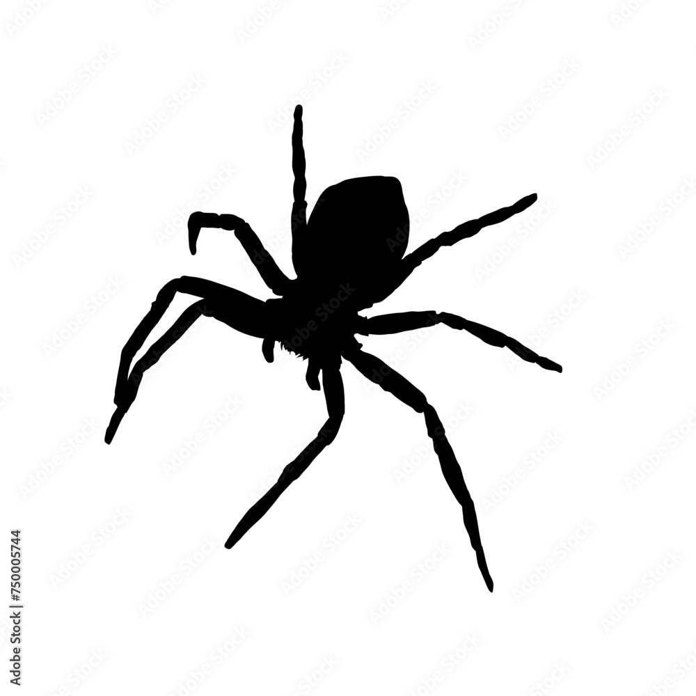 silhouette of spider isolated silhouette of spider isolated