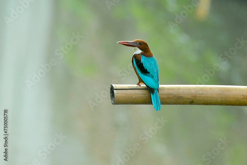 White Throated Kingfisher (Halcyon smyrnensis) from Eastern Nepal. photo