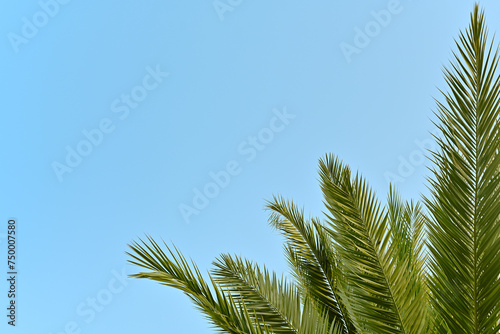 The top of a palm tree against a sky