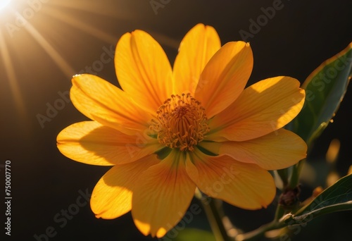 blooming flower with petals transitioning from yellow to orange  symbolizing the beauty of a sunset