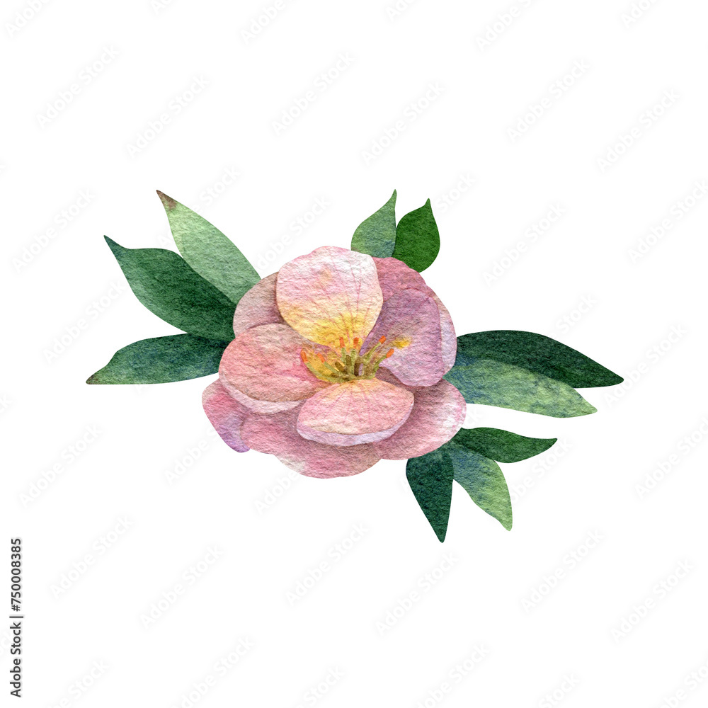 Watercolor pink flower potentilla with greenery - obrazy, fototapety, plakaty 
