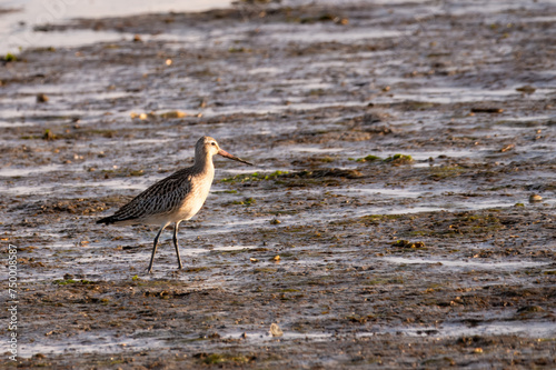 Bar-tailed godwit, Limosa lapponica,  on mudflat, Waddensea, Amrum island, North Frisia, Schleswig-Holstein, Germany photo