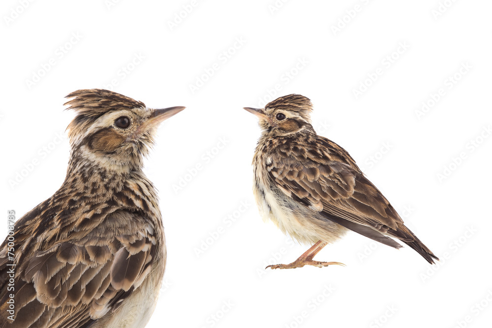 Fototapeta premium Wood Lark isolated on a white background