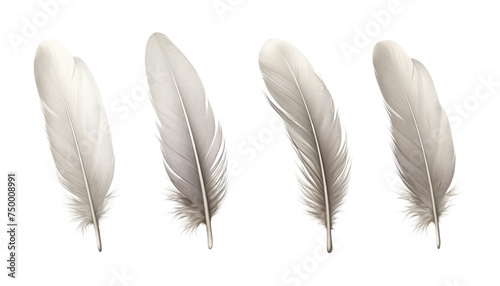 gray feather isolated on transparent background cutout